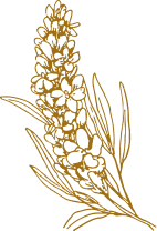 Casa Alfazema – Pedra Aguda SPA Casa Alfazema - Pedra Aguda SPA